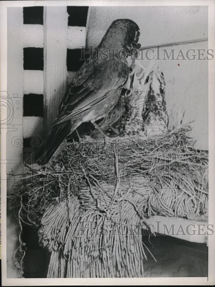 1948 Press Photo Four Young Robins Wait for Mamma Robin to Feed in Nest on a Mop - Historic Images