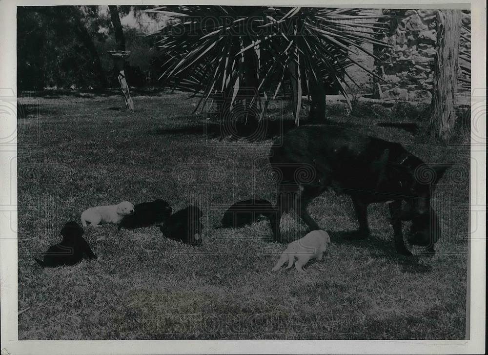 1939 Press Photo San Antonio, Tx. Doberman pinscher Duchess Dumpy &amp; her puppies - Historic Images