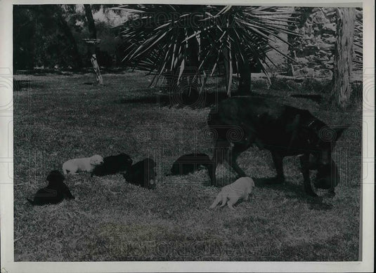 1939 Press Photo San Antonio, Tx. Doberman pinscher Duchess Dumpy & her puppies - Historic Images