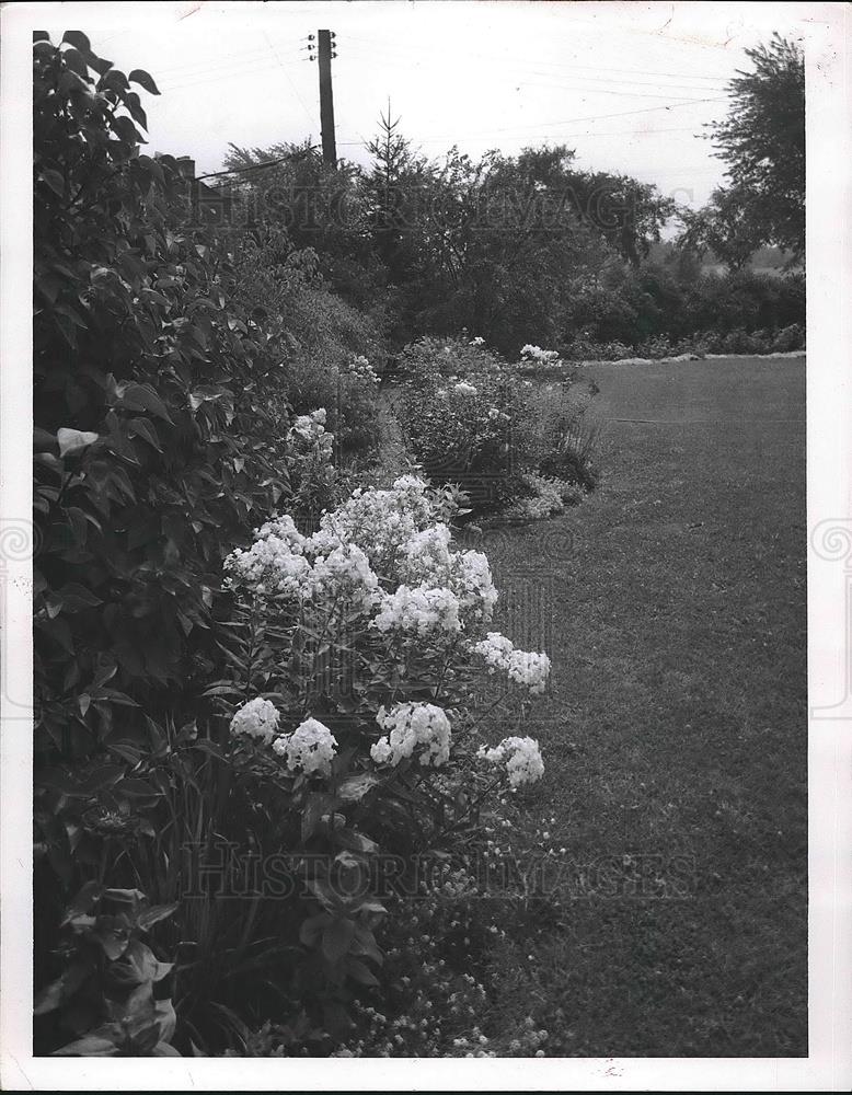 1957 Press Photo Landscapes in Cleveland, Ohio yards - Historic Images