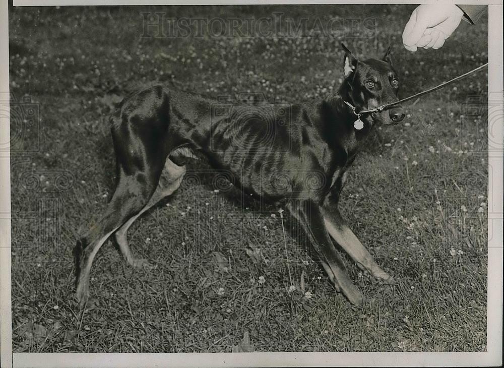 1938 Press Photo A Doberman pinscher that has been starved - Historic Images