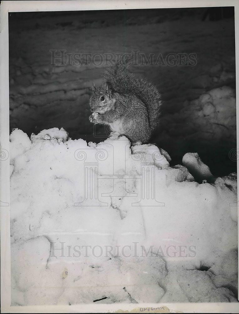 1948 Press Photo Squirrel Gets Nuts From Stash Of Food At Lincoln Park Zoo - Historic Images