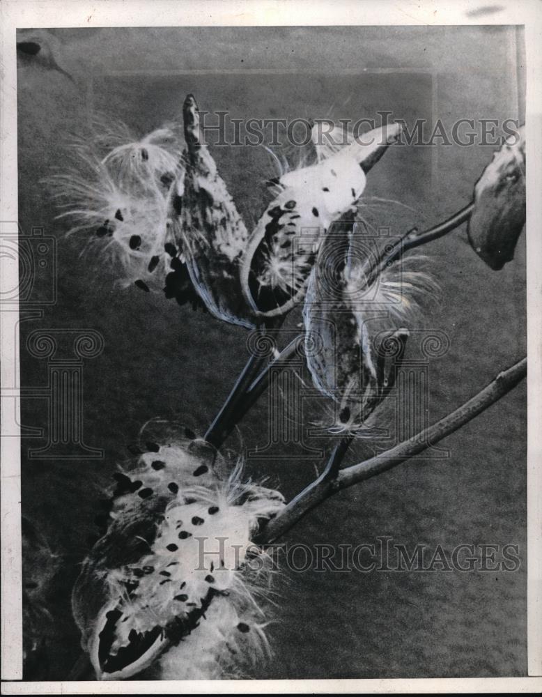 1944 Press Photo Milkweed important because so many insects feed on it - Historic Images