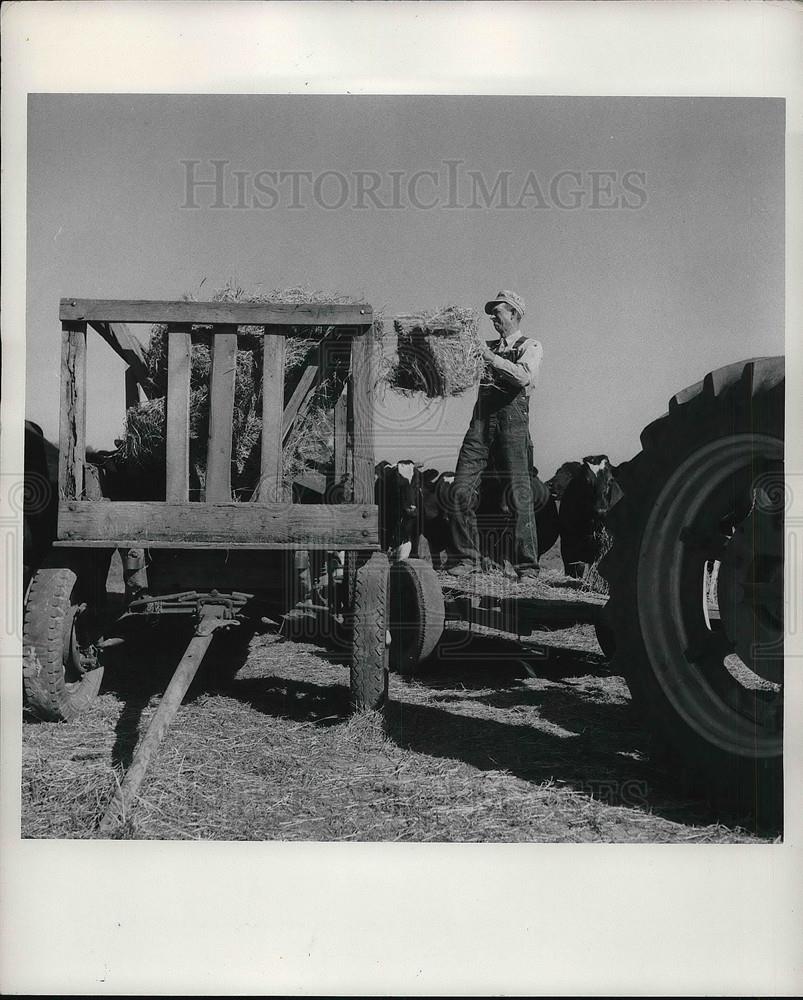 1956 Press Photo Bob King Feeds Cows On His Ohio Farm - Historic Images