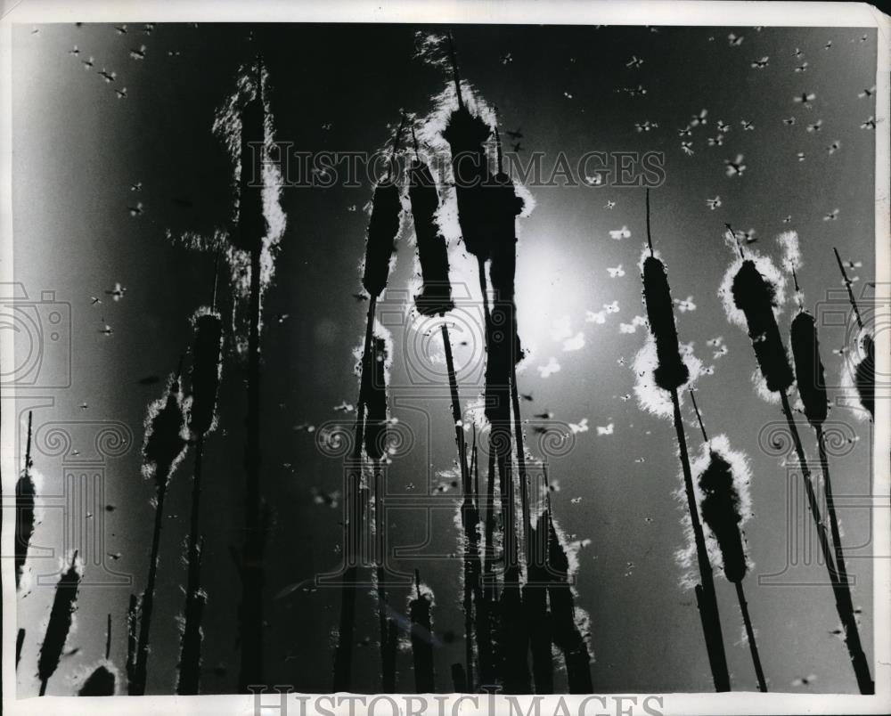 1969 Press Photo Agassiz National Wildlife Refuge Seeds of mature Cattails - Historic Images