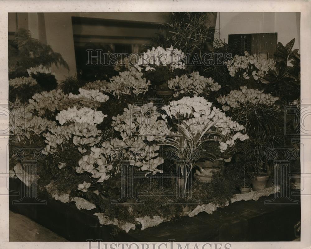 1939 Press Photo First Prize Winning Cyclamen Exhibited By Mrs Christian Holmes - Historic Images