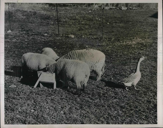 1949 Press Photo Livingston, N.J. Bob Baer farm sheep & a gander goose - Historic Images