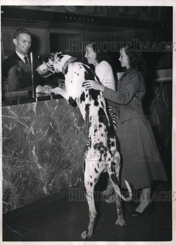 1951 Press Photo Mrs. Donald W. Twigg Douglas Pierce With Harlequin Dane Loki - Historic Images