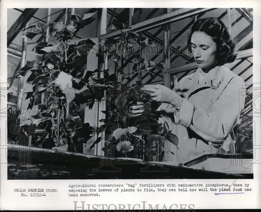 1955 Press Photo Agricultural Researchers Plant Food - Historic Images