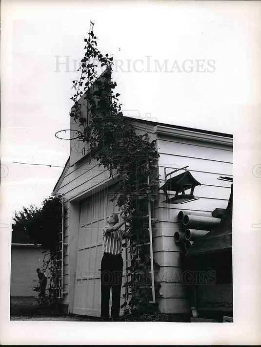 1962 Press Photo Earle Pfunds Eighteen Foot Beanstalk In His Backyard On Garage - Historic Images