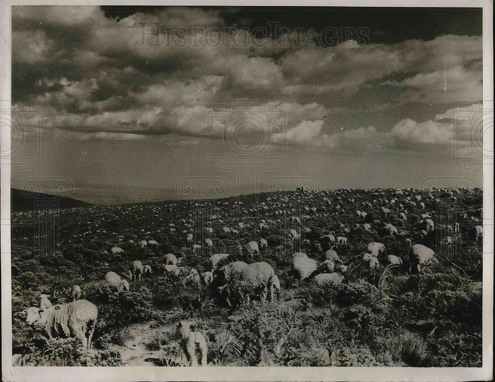 1932 Press Photo Sheep grazing in Washington before shearing season - Historic Images