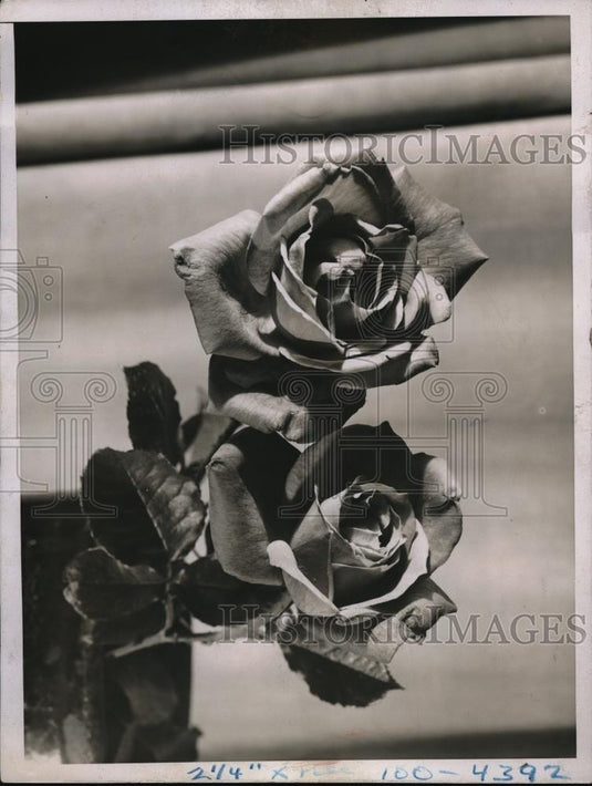 1937 Press Photo Blooming roses on exhibit at a show - neb47504 - Historic Images