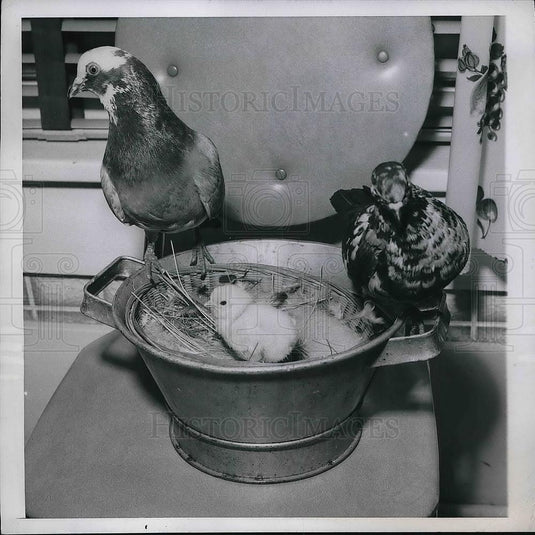 1950 Press Photo Chick Puzzles Pigeon Parents - Historic Images