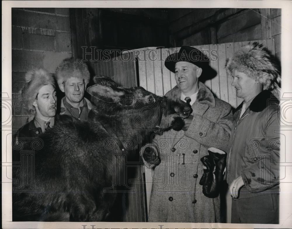 1950 Press Photo Chicago, Ill Lincoln park zoo director Marlin Perkins &amp; a moose - Historic Images