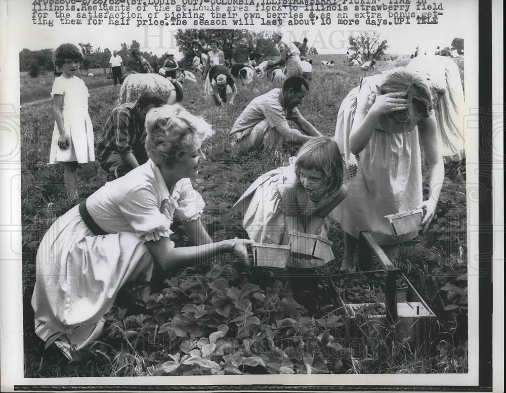 1962 Press Photo St Louis, people at strawberry picking site - neb13367 - Historic Images