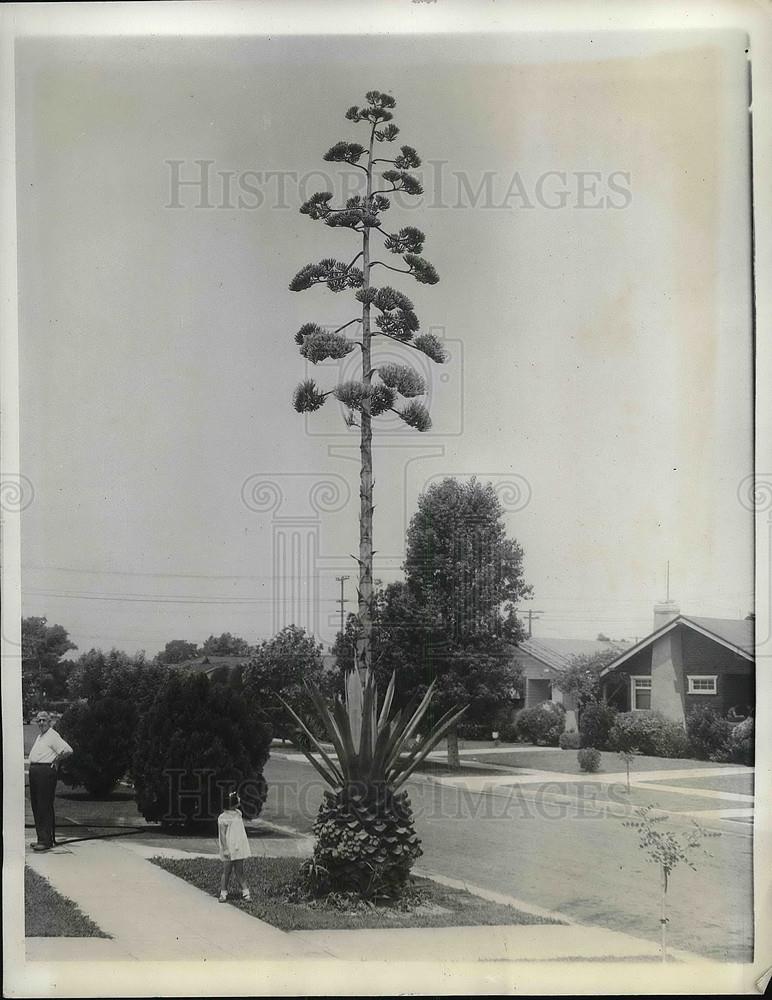 1935 Press Photo 27-Feet High Plant at the Home of S. Maus Purple in Los Angeles - Historic Images