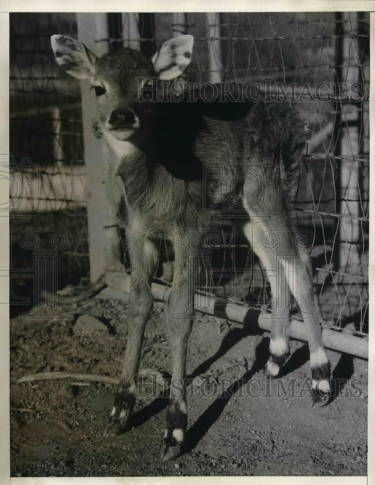 1935 Press Photo Bottle baby Hilgao - Historic Images