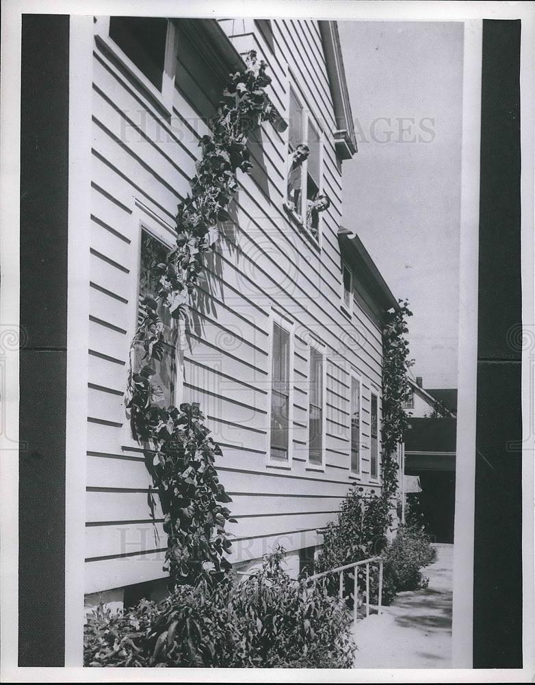 1959 Press Photo Monstrous Green Bean Plants Climbed 30 Feet At Home - Historic Images