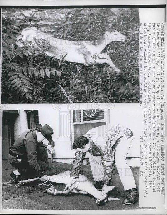 1961 Press Photo Ralph Kent and Milton Friend, Biologist with Doe Deer in Albany - Historic Images