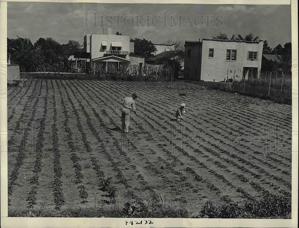1939 Press Photo Miami Beach, Florida strawberry farm - neb13371 - Historic Images