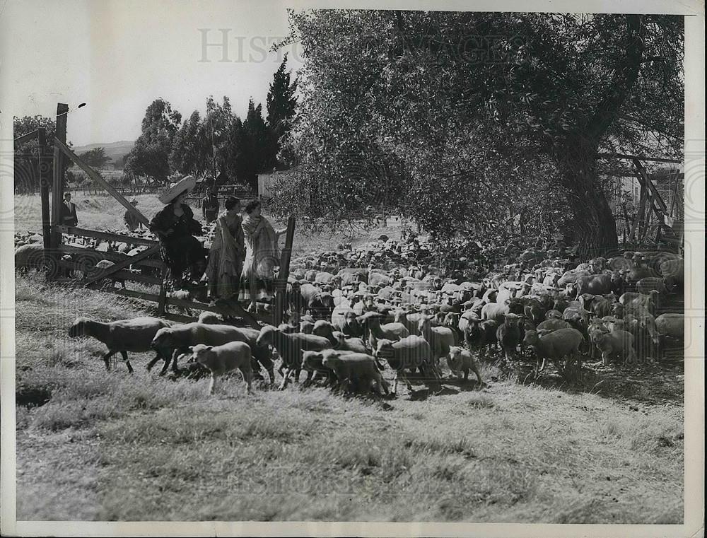 1934 Press Photo Vaqueros in California with a herd of sheep - Historic Images