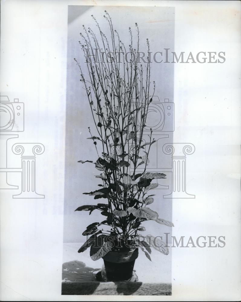 1963 Press Photo Crambe Plant, introduced from the Mediterranean region - Historic Images