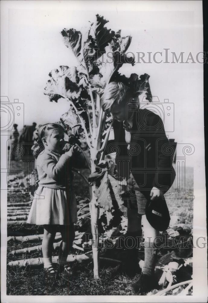 1955 Press Photo Kale Plant Jennifer Butcher Andrew Hull - neb52340 - Historic Images