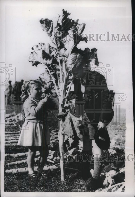 1955 Press Photo Kale Plant Jennifer Butcher Andrew Hull - neb52340 - Historic Images