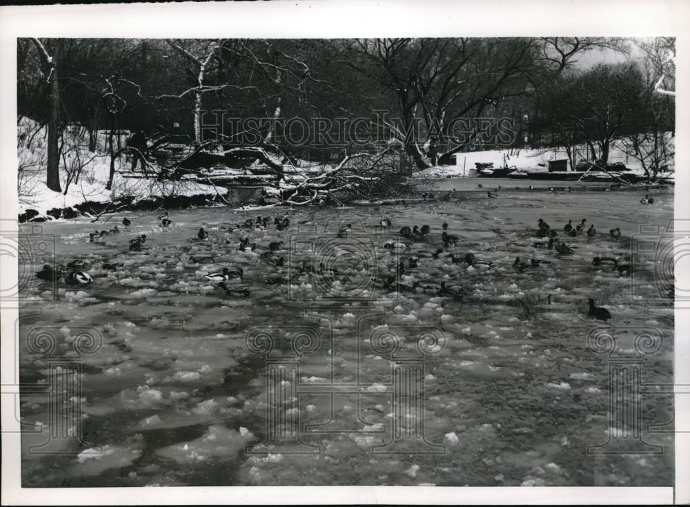 1955 Press Photo Ducks Surrounded by Ice at Lincoln Park Zoo Pond - neb51096 - Historic Images