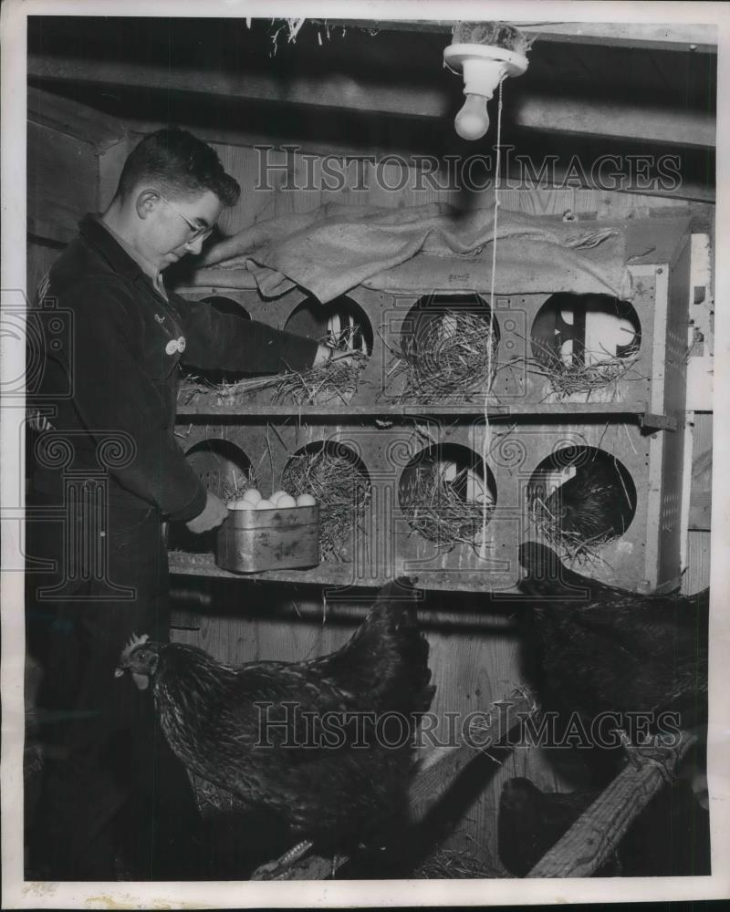 1950 Press Photo Van Noys hens Dewitt collecting eggs - neb52171 - Historic Images