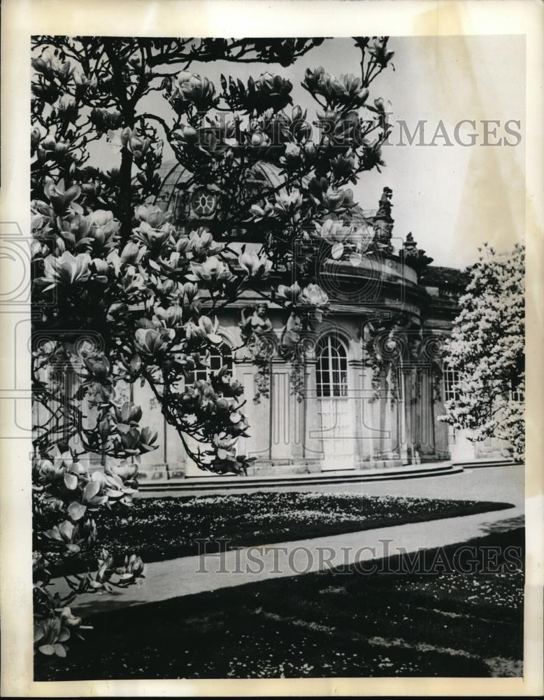 1957 Press Photo Magnolia trees in vloom at Potsdam, Germany - neb50176 - Historic Images