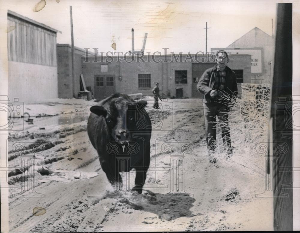 1959 Press Photo A angus bull in downtown Casper, Wyo. - neb51187 - Historic Images