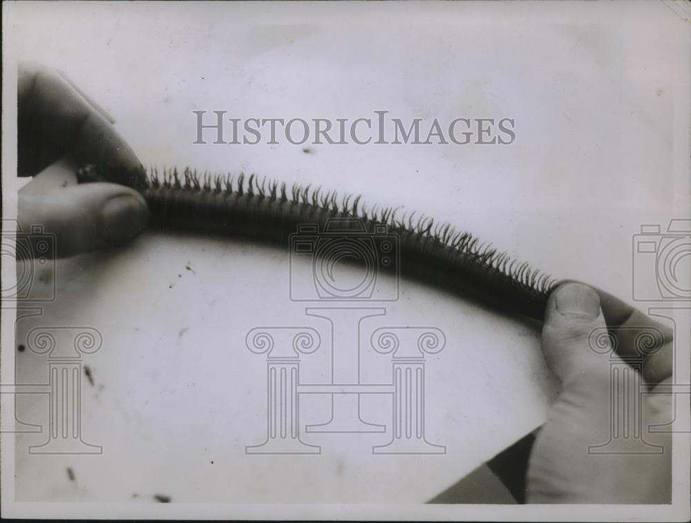 1929 Press Photo Millipede 420 Legs at zoo London - neb52545 - Historic Images