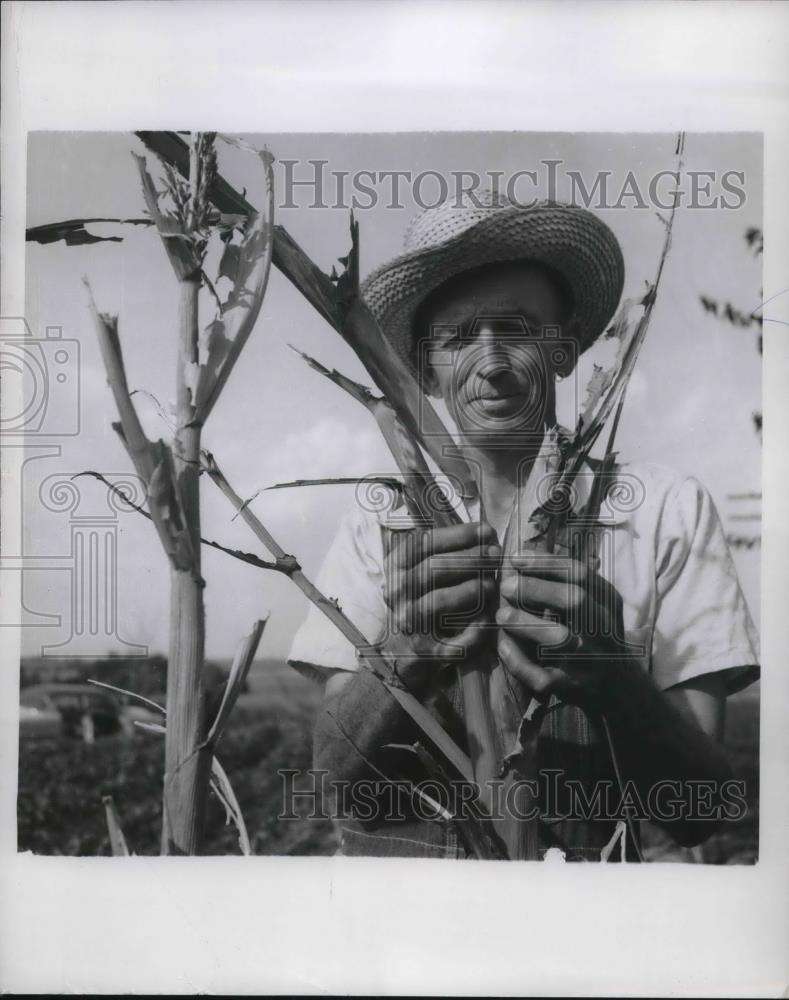 1954 Press Photo Dallas, Texas farmer Louis Turner corn destroyed by grasshopper - Historic Images