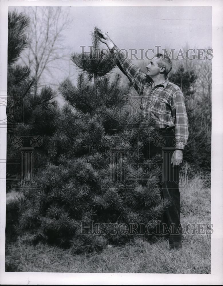 1955 Press Photo Grower pointing to crown of Scotch pine - neb50800 - Historic Images