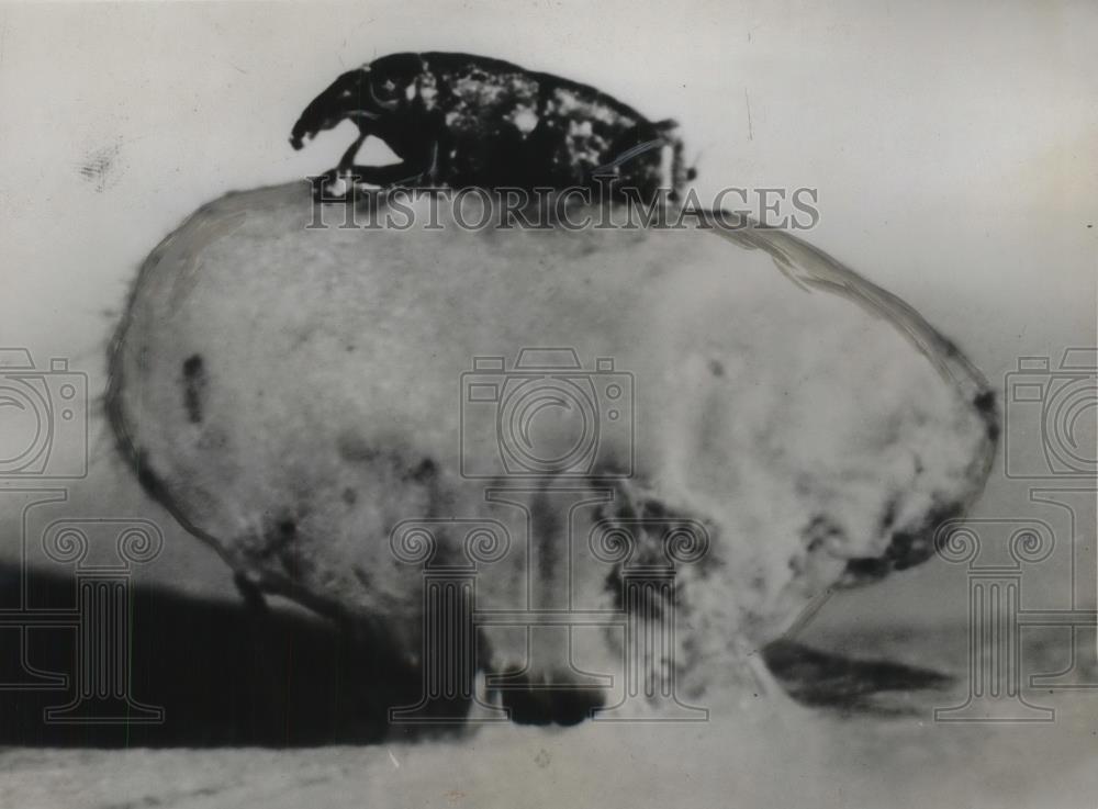 1935 Press Photo Granary Weevil Magnified - neb52538 - Historic Images