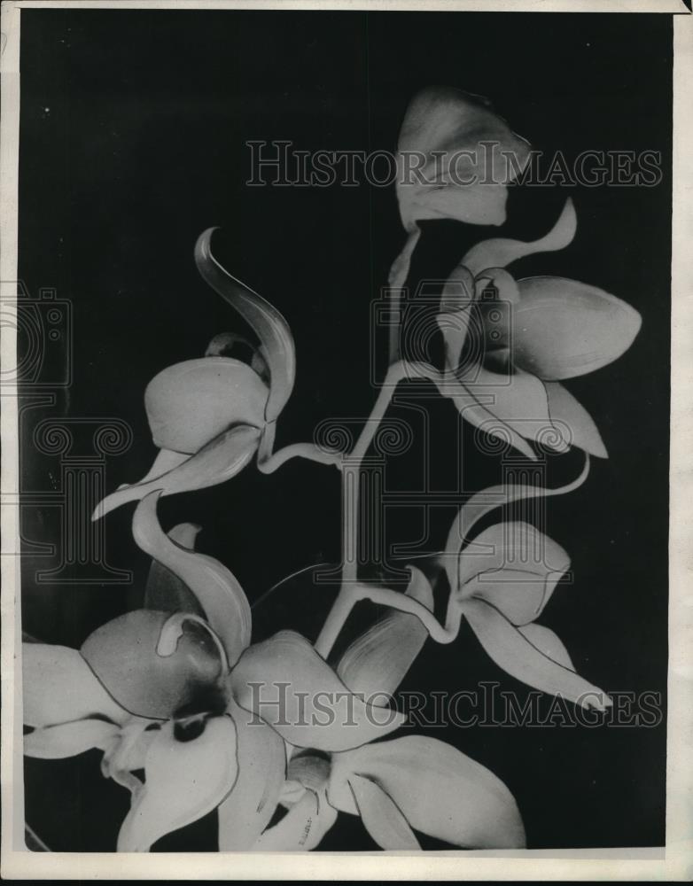 1931 Press Photo A little fleet of lovely swans from a lake in fairyland - Historic Images