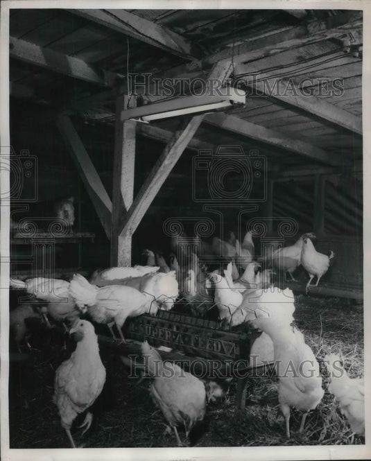 1945 Press Photo Fluorescent lamps for chickens - neb52174 - Historic Images