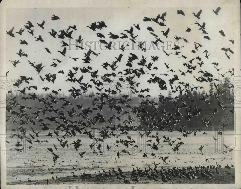 1931 Press Photo DE Frederick Reserve Bird Groups Photography - neb23850 - Historic Images