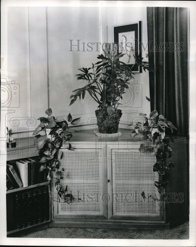 1951 Press Photo Philodendron Plants Makes a Corner Come Alive - neb49667 - Historic Images