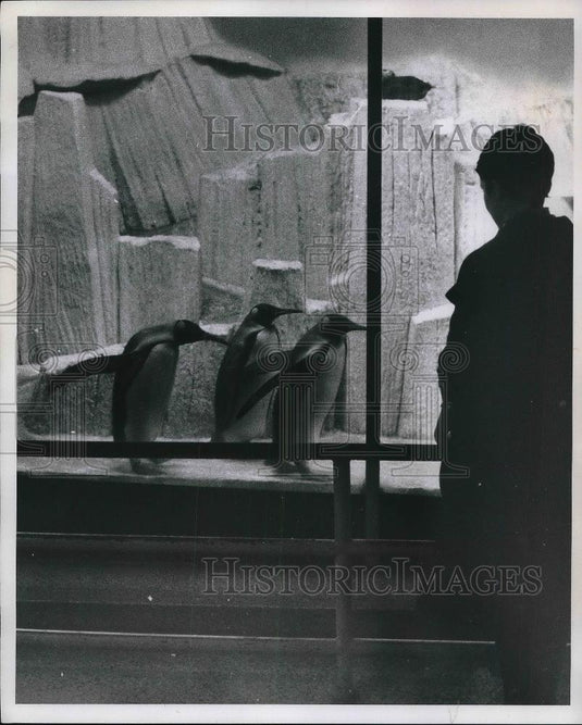 1970 Press Photo King Penguins Zoo Richard J Misch - Historic Images