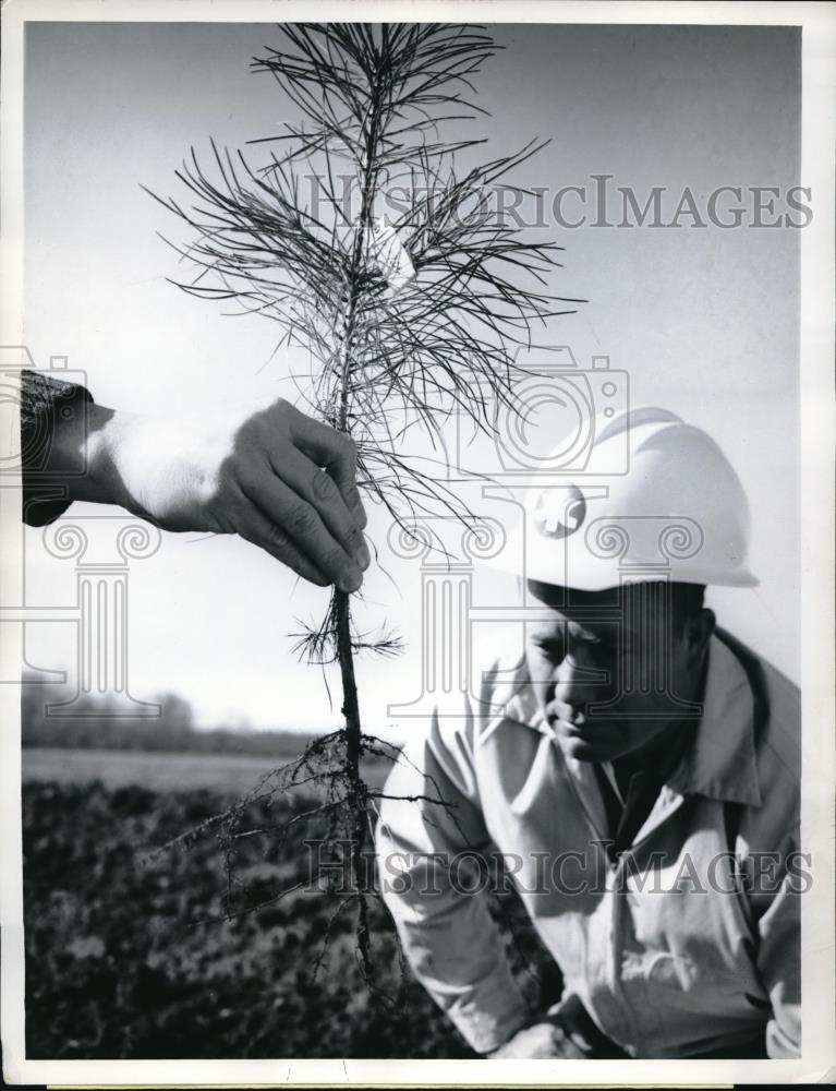 1968 Press Photo Coosa Pines, Ala. Woodlands mgr W Chapman &amp; tree seedlings - Historic Images