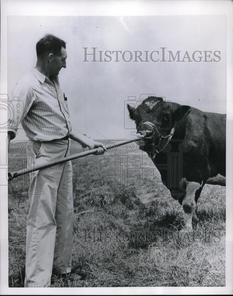 1954 Press Photo Taking Bull By the Nose farm worker - neb50931 - Historic Images