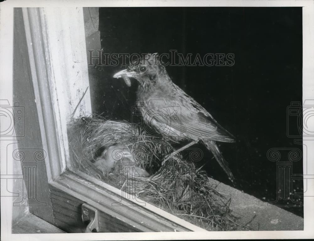 1946 Press Photo Cicero, Ill. a mother robin feed her babies in the nest - Historic Images