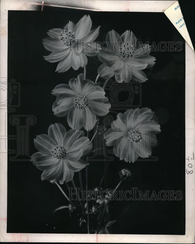 1952 Press Photo Cosmos Fiesta - neb50283 - Historic Images