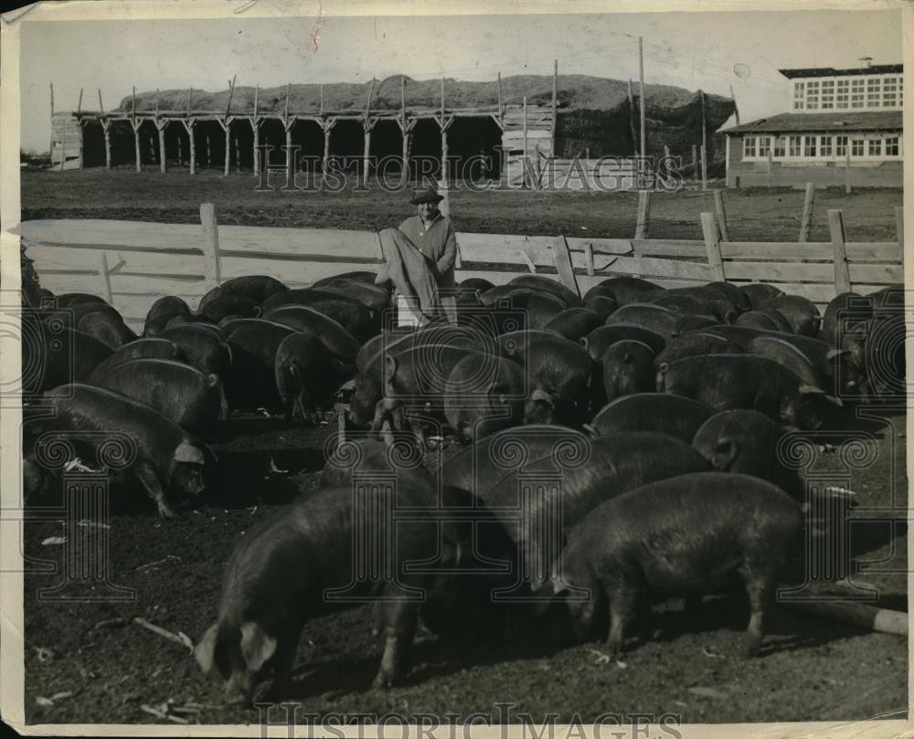 1930 Press Photo Miss Maley and aherd of pigs for market - neb50173 - Historic Images