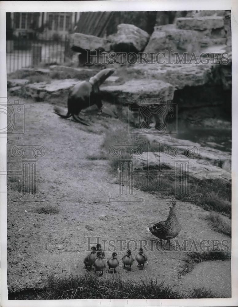 1957 Press Photo London England Mallard Ducks Zoo - neb23950 - Historic Images