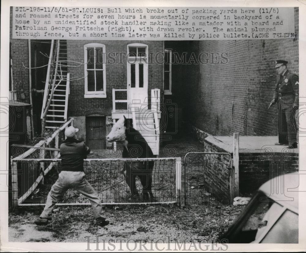 1951 Press Photo St Louis, Mo police G Fritsche corrals steer run amok in town - Historic Images