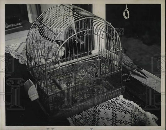 1949 Press Photo A mother Robin feeding her babies that was rescued froma cat - Historic Images