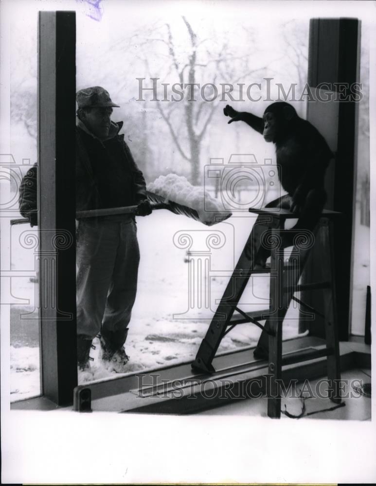 1960 Press Photo Keo, Chimpanzee at Lincoln Park Zoo turns thumbs down - Historic Images